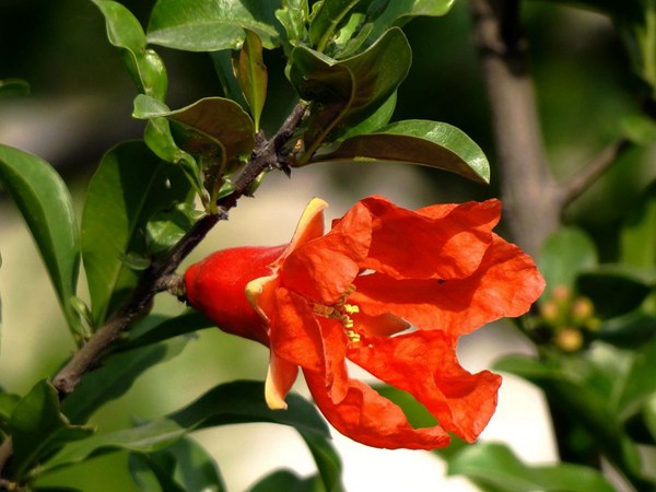 花石榴的花期、果期是什么時(shí)候