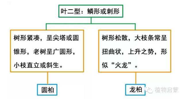 圓柏、刺柏、側(cè)柏、柏木以及龍柏的簡易識別法