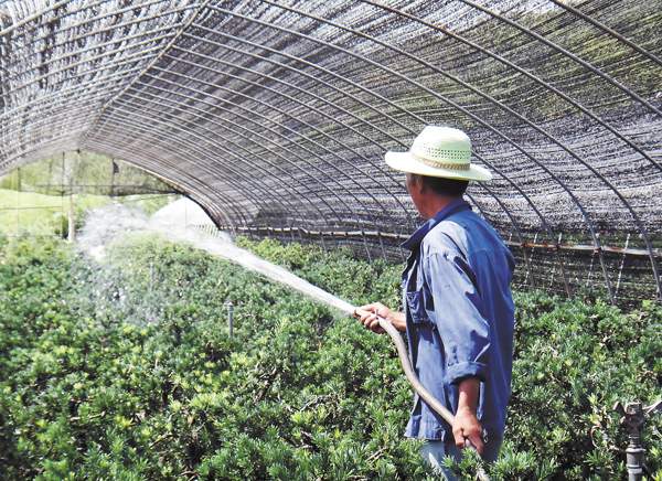 綠化苗木起苗出圃都有哪些注意事項(xiàng)？