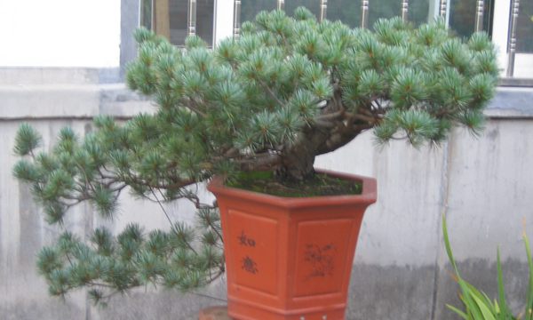 五針?biāo)稍煨?/> </p><p>
	五針?biāo)芍仓贻^矮，生長緩慢，葉短枝密，姿態(tài)高雅，樹形優(yōu)美，是制作盆景的上乘樹種，制作出的五針?biāo)傻脑煨颓ё税賾B(tài)，觀賞性非常好。</p>
      </div>



      
    </article>
  </main>

</div>
<footer id=