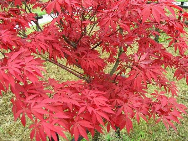 紅楓的三大用途，你知道哪個？