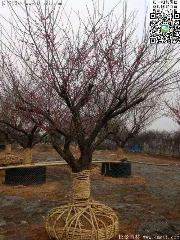 國(guó)內(nèi)數(shù)一數(shù)二紅梅花產(chǎn)地,你知道幾個(gè)