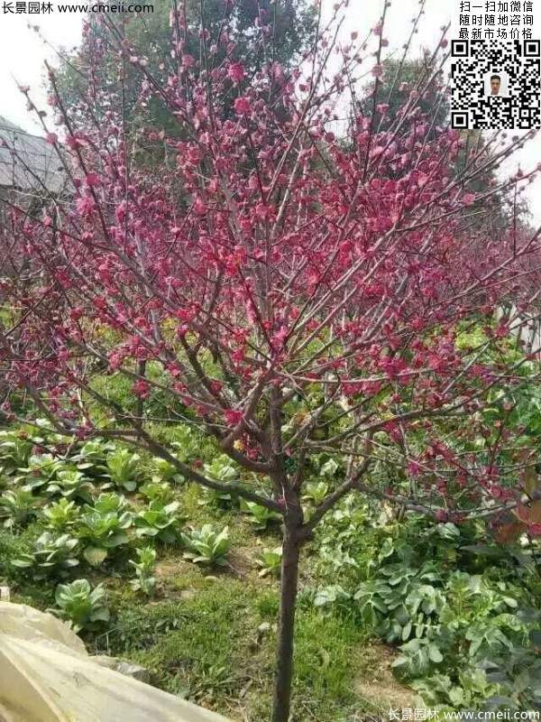 國(guó)內(nèi)數(shù)一數(shù)二紅梅花產(chǎn)地,你知道幾個(gè)