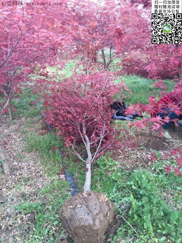 1.2、1.5、1.8米的紅楓樹