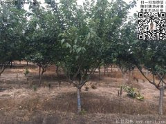 今年的櫻花樹(shù)苗多少錢(qián)一棵？