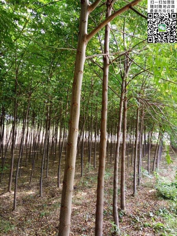 苦楝苗，苦楝樹(shù)