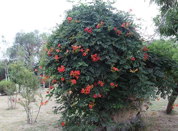 美國凌霄花