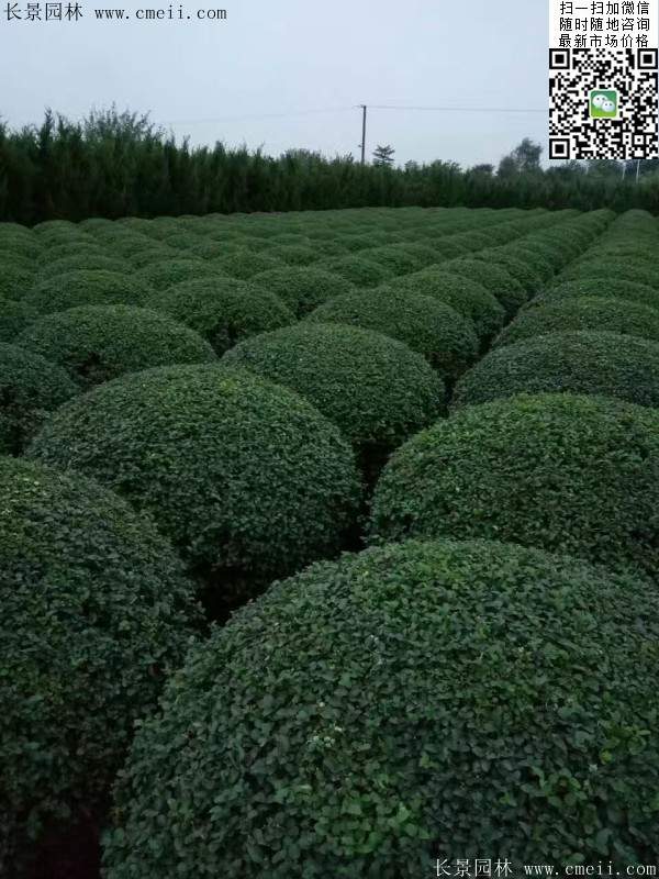 小葉女貞球--長(zhǎng)景園林 小葉女貞球--長(zhǎng)景園林