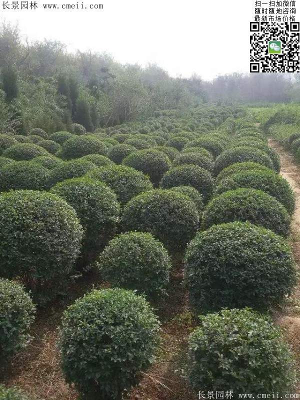 小葉女貞球--長(zhǎng)景園林 小葉女貞球--長(zhǎng)景園林