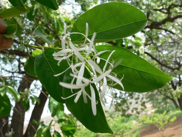 流蘇樹(shù)照片 流蘇樹(shù)照片