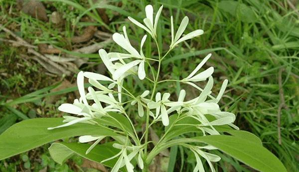 流蘇樹(shù)照片 流蘇樹(shù)照片
