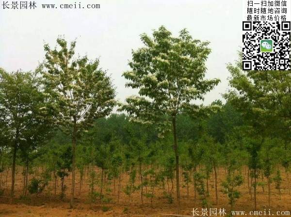 流蘇樹(shù)照片 流蘇樹(shù)照片