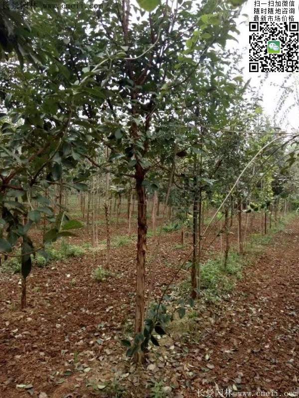 流蘇樹(shù)照片 流蘇樹(shù)照片