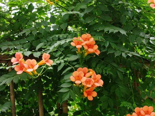 凌霄花、葉