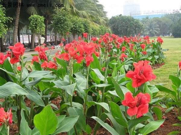 美人蕉，