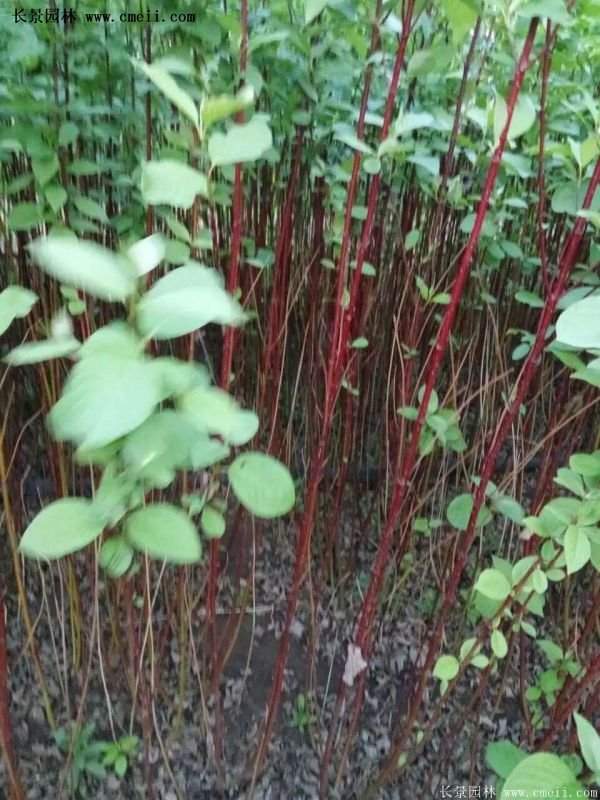 紅瑞木銷(xiāo)量