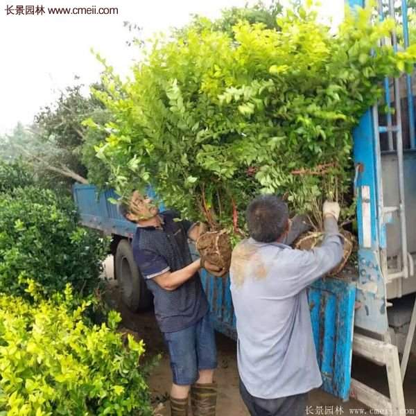 沭陽(yáng)金葉女貞基地