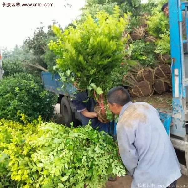 沭陽(yáng)金葉女貞基地