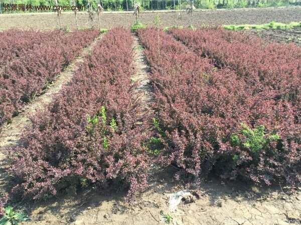 紅葉小檗基地 紅葉小檗基地