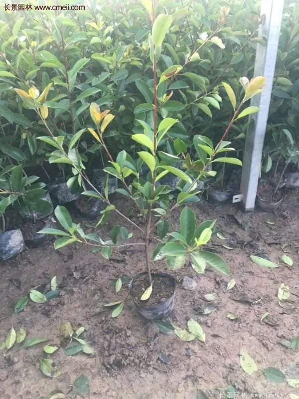 沭陽基地的紅葉石楠 沭陽基地的紅葉石楠