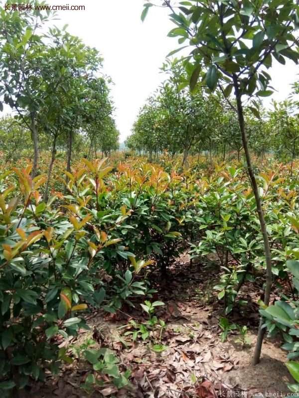 沭陽基地的紅葉石楠 沭陽基地的紅葉石楠