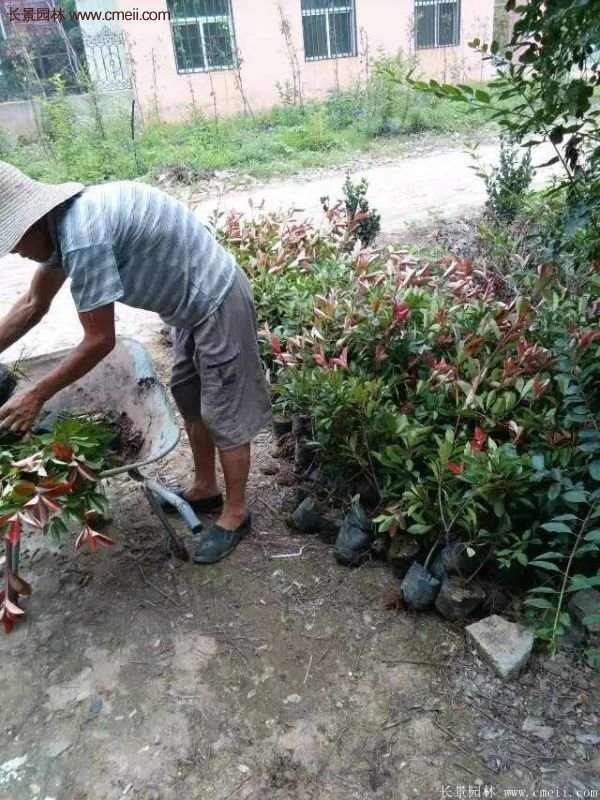 紅葉石楠的養(yǎng)護方法