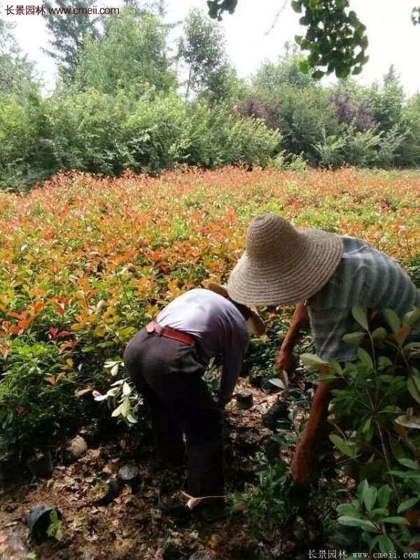 紅葉石楠的養(yǎng)護方法