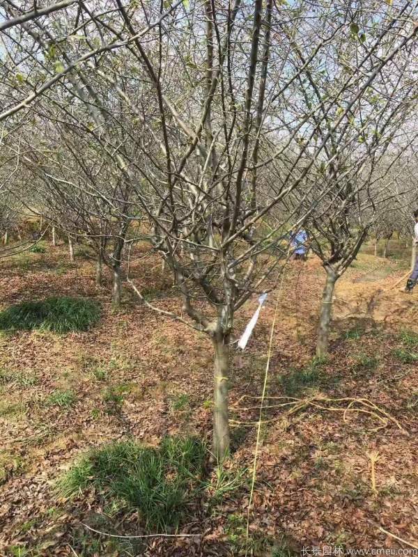 垂絲海棠圖片基地實(shí)拍 垂絲海棠圖片基地實(shí)拍