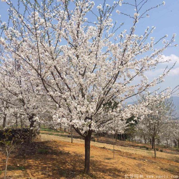 櫻花樹圖片基地實拍 櫻花樹圖片基地實拍