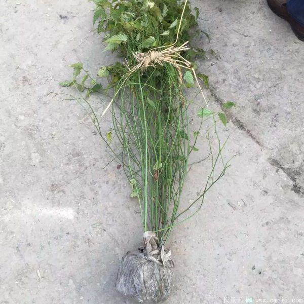 棣棠圖片基地實(shí)拍 棣棠圖片基地實(shí)拍