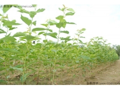 櫻花苗價格哪家比較低？
