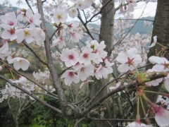 2017年批發(fā)櫻花最熱門產(chǎn)地在哪？