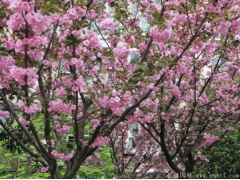 櫻花樹(shù)苗多少錢(qián)一棵，來(lái)長(zhǎng)景園林看看