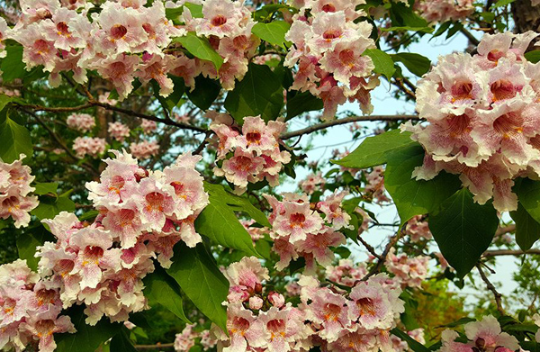 楸樹(shù)花