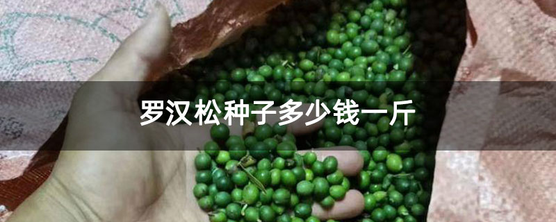 羅漢松種子多少錢(qián)一斤