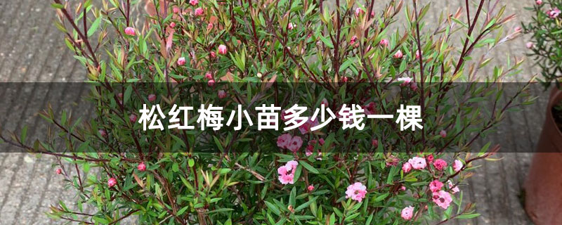 松紅梅小苗多少錢(qián)一棵 松紅梅小苗多少錢(qián)一棵