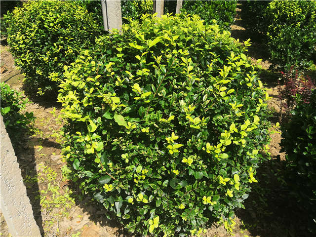 沭陽長景園林金葉女貞球種植基地實(shí)拍圖片