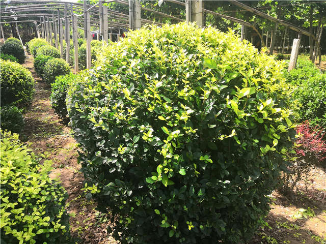 沭陽長景園林金葉女貞球種植基地實(shí)拍圖片